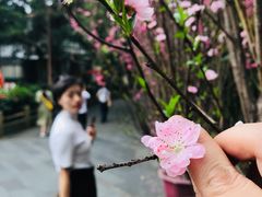 -东部华侨城