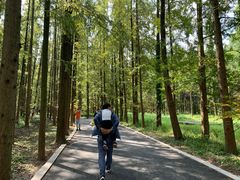 -东平国家森林公园