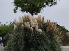 -诗经里