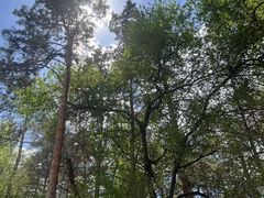 -黑龙江省森林植物园