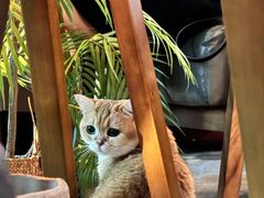 -咖法森林·咖啡  酒吧(天河店)