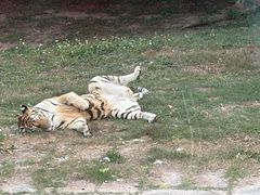 -深圳野生动物园