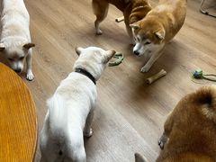 -是阿柴呀！柴犬咖啡·爱喵喵猫咖