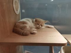 -BABIT巴比特宠物(MOMOPARK店)