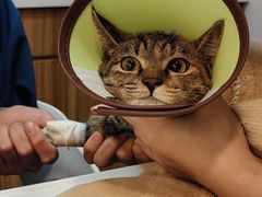 -御宝贝·A梦猫科宠物医院(国际猫友好医院)