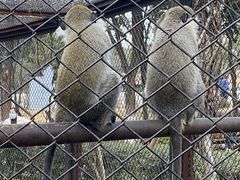 -合肥野生动物园