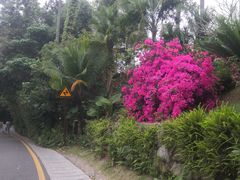 -深圳仙湖植物园