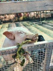 -阿菠萝小猪农场·萌宠乐园·亲子游·研学