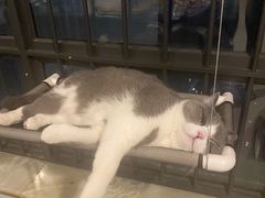-lincat·猫舍(广州店)