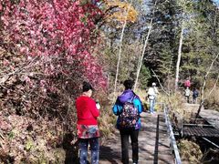 -五营红松林海景区