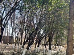 -长白岛森林公园