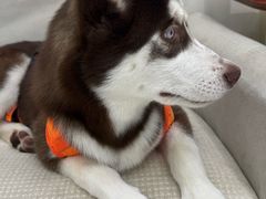 -久久宠物(河东万达店)