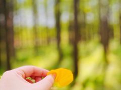 -上海共青森林公园