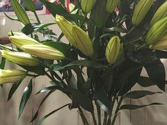 -双季花艺园艺市场(浦东店)