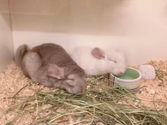 -龙猫仔乐园(惠福东路店)