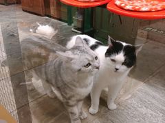 -猫咪博物馆(顶澳仔猫街店)