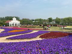 -杭州湾海上花田景区
