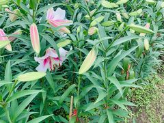 -径山花海