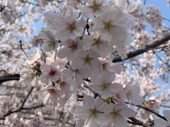 -武汉大学-樱园