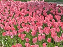 -石家庄市植物园