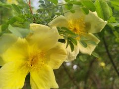 -咸阳湖景区-古渡公园