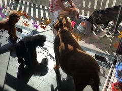 -暖阳宠物医院·犬猫康复中心·骨科
