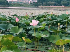 -丁香湖公园
