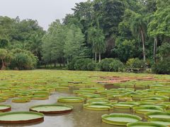 -中国科学院西双版纳热带植物园