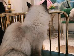 -喵喵咪呀布偶猫咖(春熙路店)