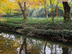 -龙井壹号·茶缘山景宴(龙井村店)