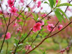 -广州市石门国家森林公园