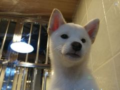 -1013 PET SHOP 宠物商店(近铁城市广场店)