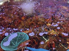 -聚盛源蒸汽海鲜火锅烤肉自助(巨川金海岸购物广场店)