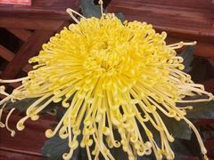 -东南花都花博园