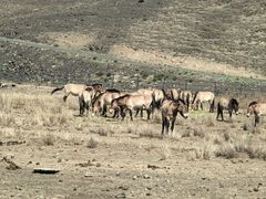 -新疆天山野生动物园
