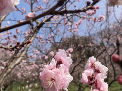 -梅花山(明孝陵内)