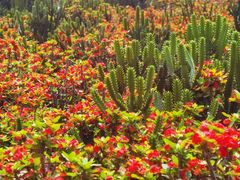 -松山湖梦幻百花洲