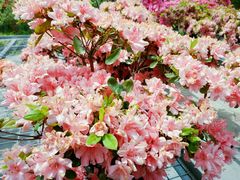 -荷兰花海