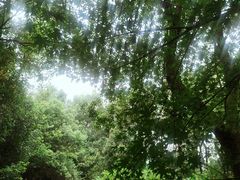-杭州植物园