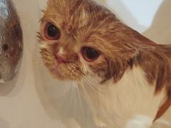 -Oh My Dog宠物沙龙(伊珊娜皮毛护理店)