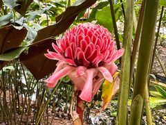 -中国科学院西双版纳热带植物园