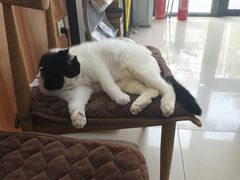 -宠福鑫动物医院(望京分院)