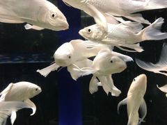 -沙沙哗啦海洋馆(华宇百花谷店)