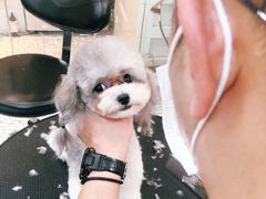 -momokira米努特·德文卷毛猫·棉花面纱犬