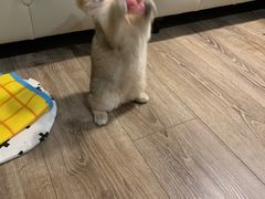 -东方名猫馆·英短金渐层布偶猫舍(环线广场1号楼店)