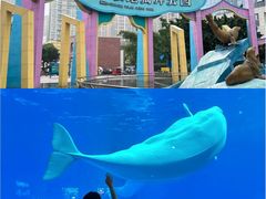 -海合安成都极地海洋公园