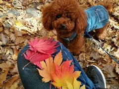 -丹东天桥沟景区