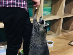 -藦茜花园宠物主题亲子互动体验馆(国顺东路店)
