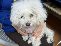 -北京观赏动物医院·24小时大型综合·猫专科·异宠专科