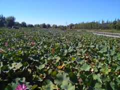 -羊亭河湿地公园